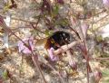 Bombus sp.